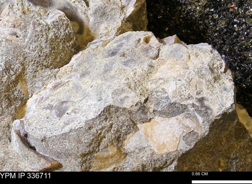 undet. Mollusca