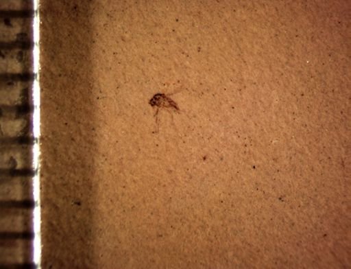 undet. Diptera