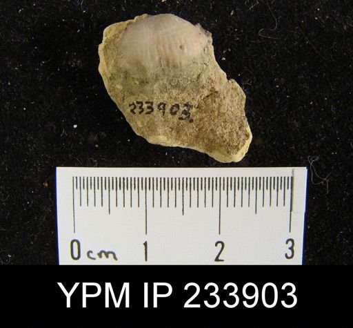 Marginifera splendens