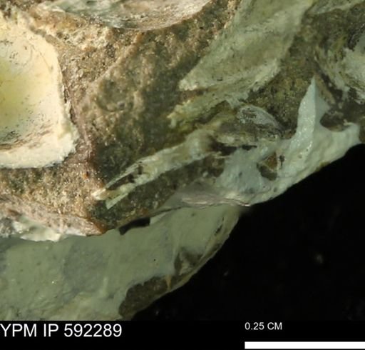 undet. Bivalvia