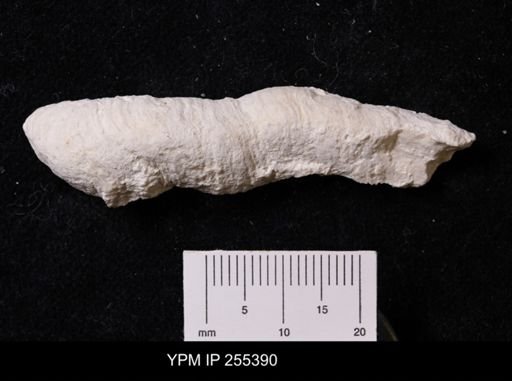 Agelasida?