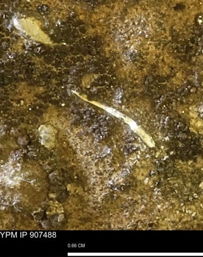 undet. Mollusca