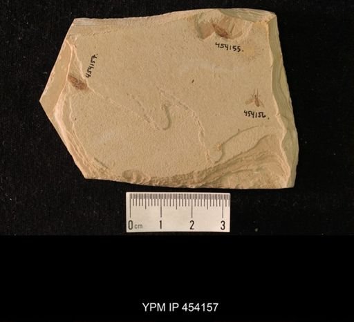 undet. Hexapoda
