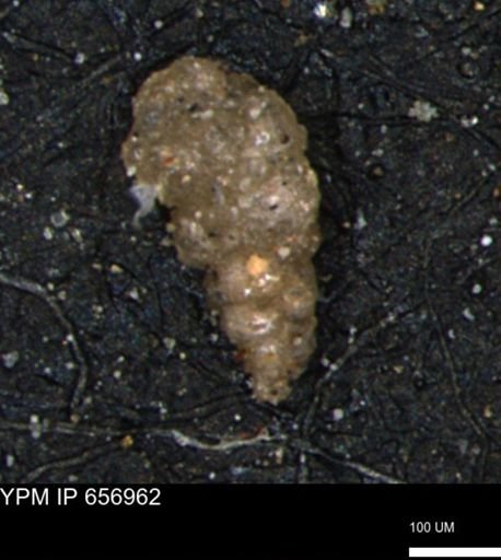 Verneuilinoides hectori