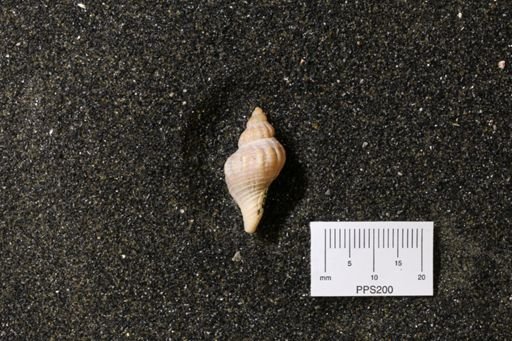 Urosalpinx cinerea