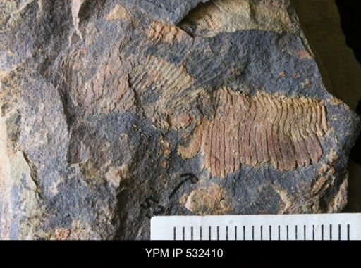 undet. Arthropoda