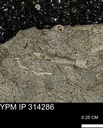 undet. Scaphopoda
