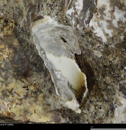 undet. Bivalvia