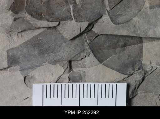 undet. Eurypterida