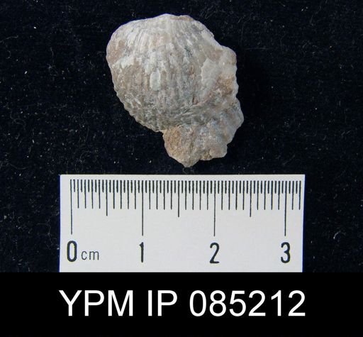 Atrypa reticularis