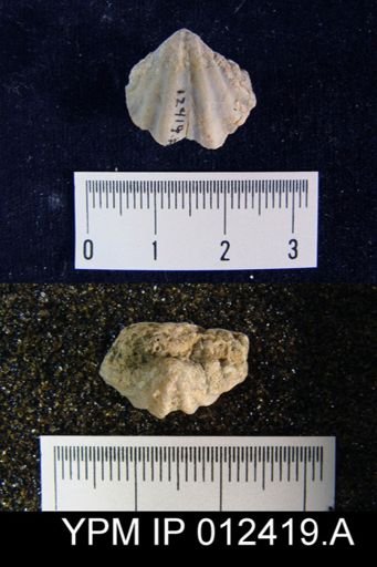 Elivina sulcifer
