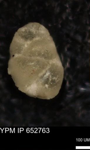 undet. Foraminiferida