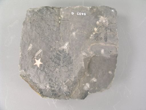 Pecopteris parvifolia