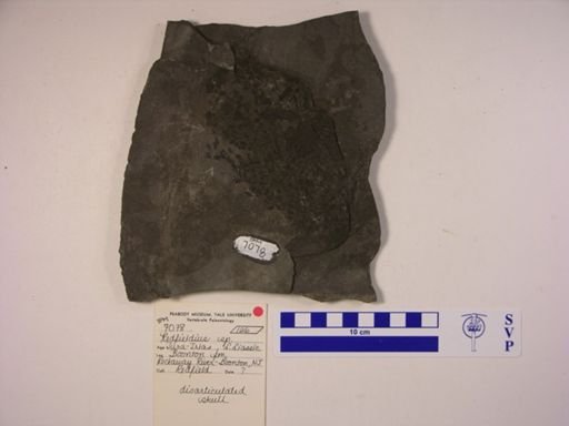 Redfieldia sp.