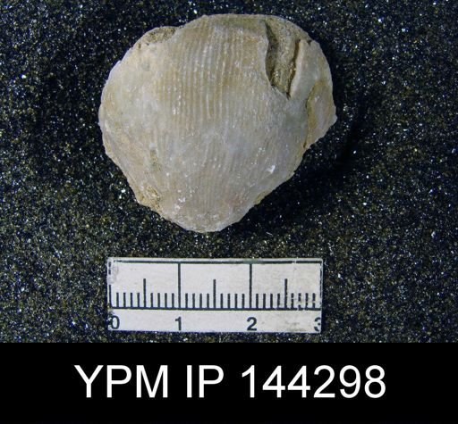 Productus (Linoproductus) lineatus