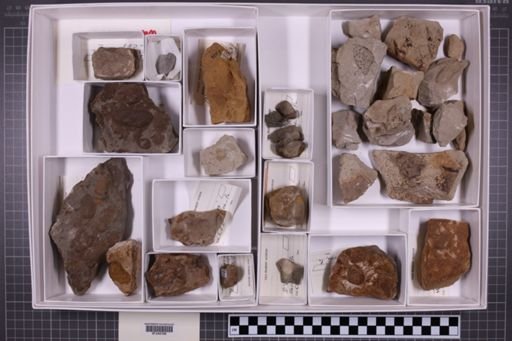 mixed taxa, stratigraphic collection