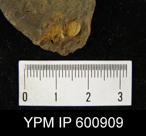 Nucleospira lens