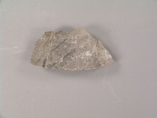 Sphenopteris lobifolia