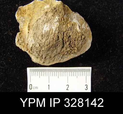Productus sp.