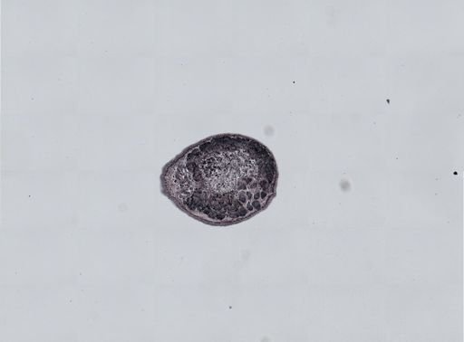 Plagiostomum cinctum