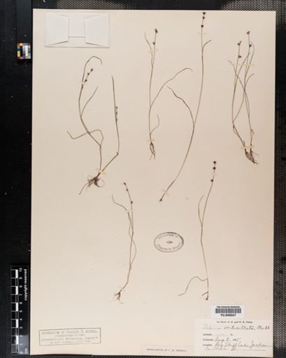 Scleria verticillata