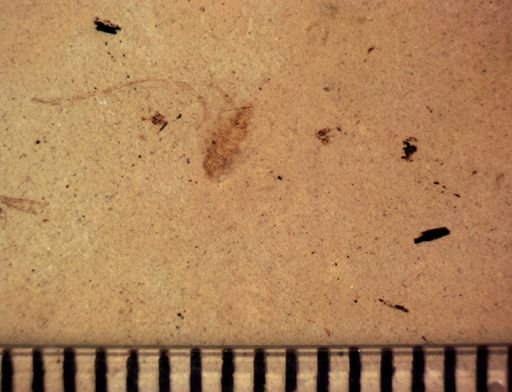 Problematica
