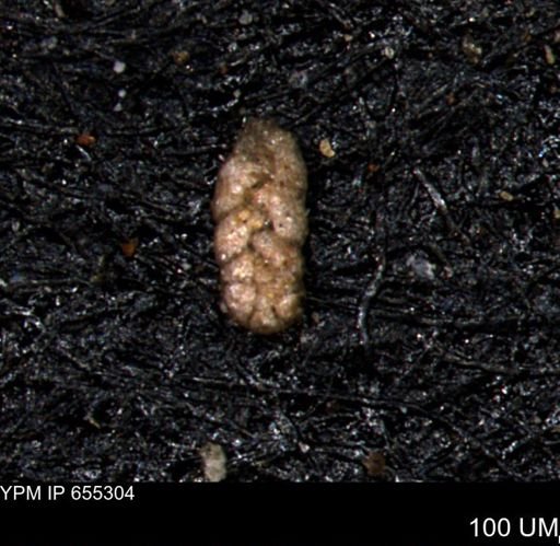 Ammobaculoides whitneyi