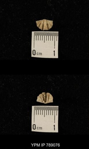 undet. Brachiopoda