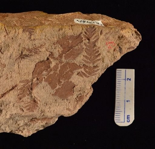 Cladophlebis sp.