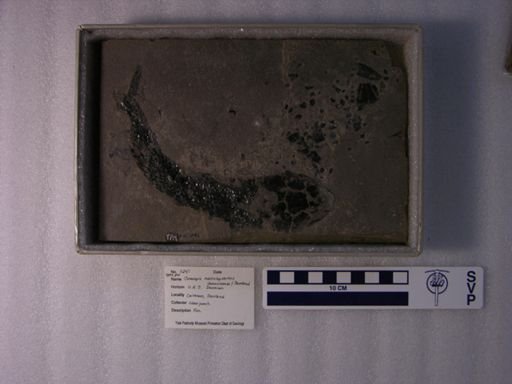 Osteolepis macrolepidotus