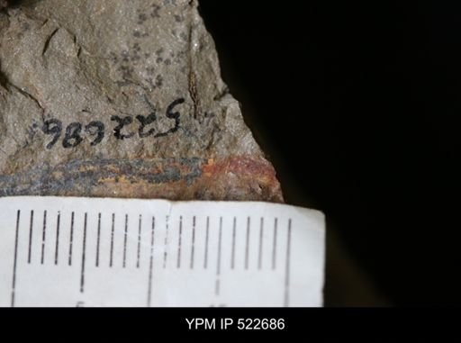 undet. Arthropoda