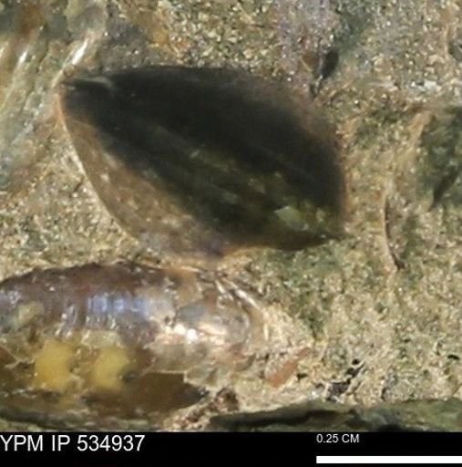 Protocardia?