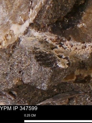 undet. Bivalvia
