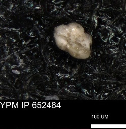 undet. Foraminiferida