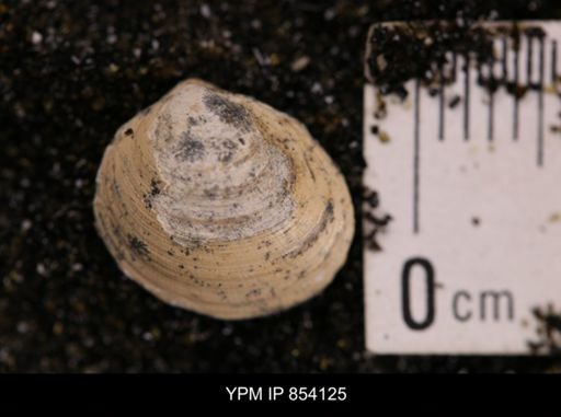 Limopsis striatopunctatus