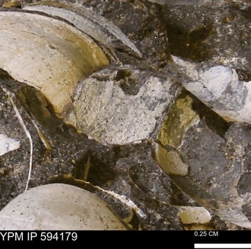 Limopsis? striatopunctatus