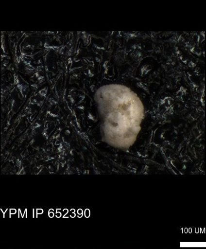 undet. Foraminiferida