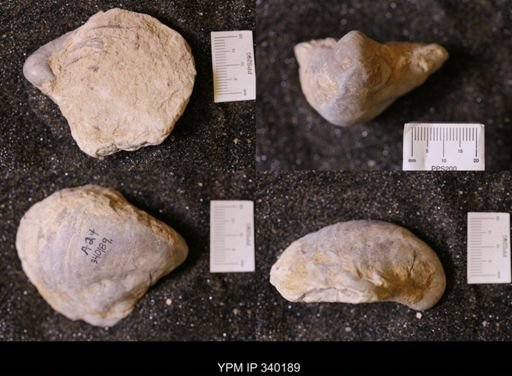 Gryphaea sp.