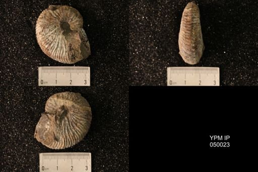 Hoploscaphites nicolletii
