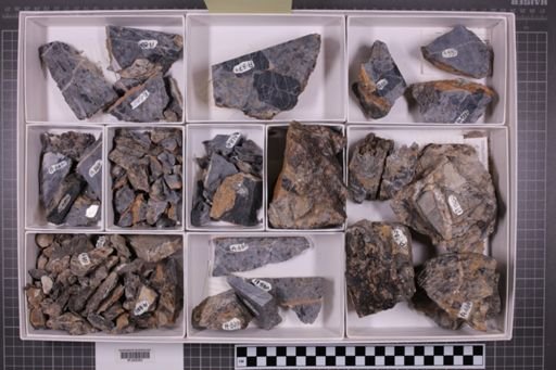 mixed taxa, stratigraphic collection