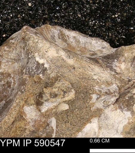 Ostreacea