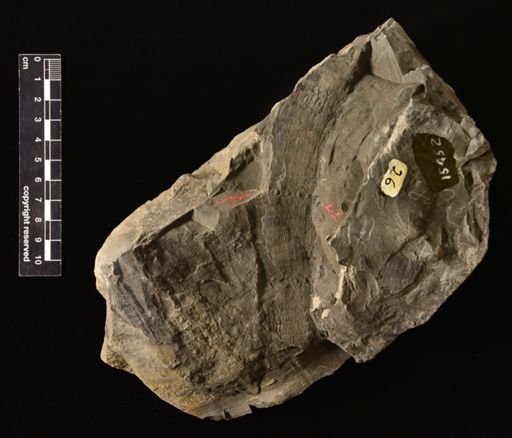 Calamites paleaceus