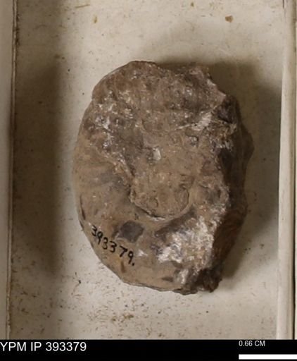 Scaphites sp.