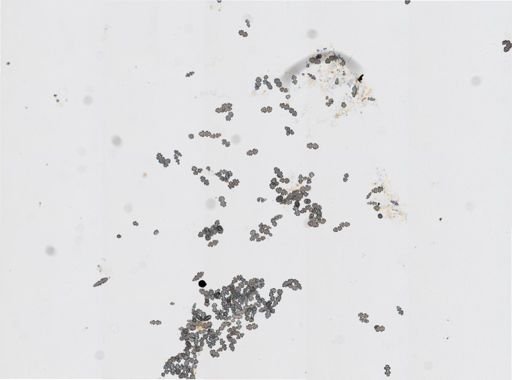 Ellisella sp.