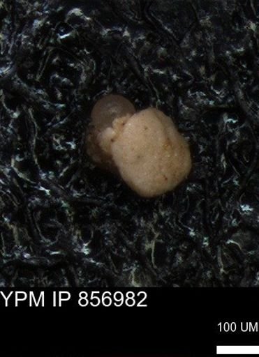 undet. Foraminiferida