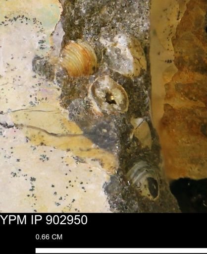 Corbulamella?