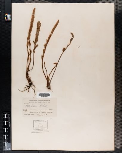 Cheilanthes