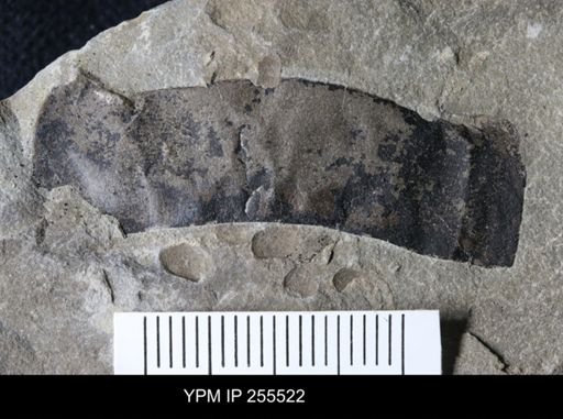 Eurypterida