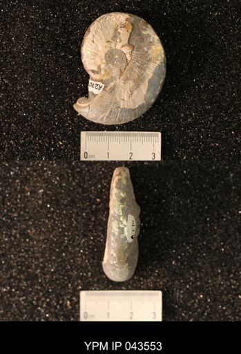 Hoploscaphites nicolletii
