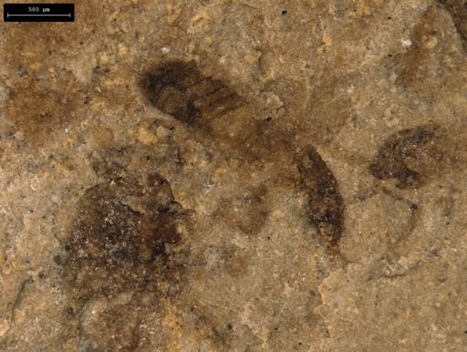 taxon undetermined